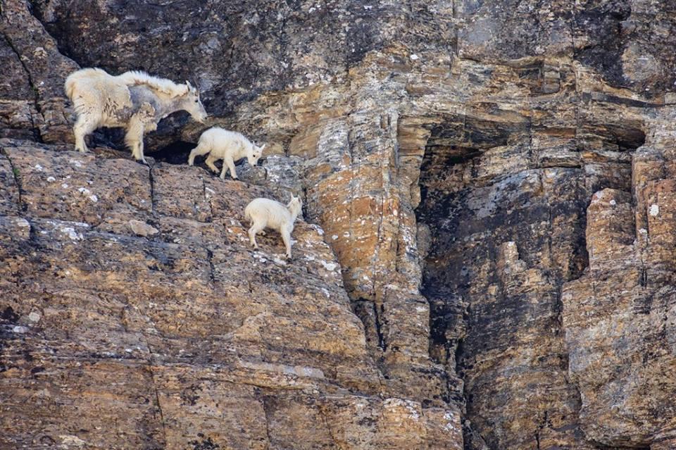 Goat with kids on mountains