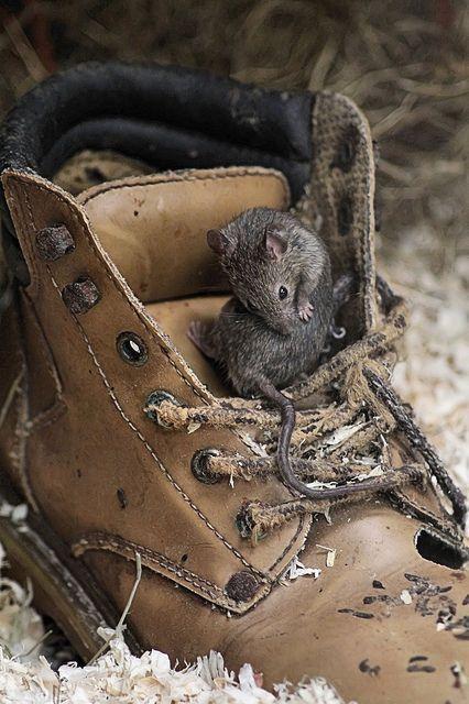 house mouse in boot