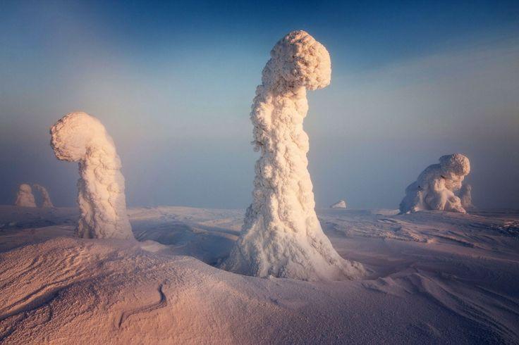 Finnish Lapland trees in winter