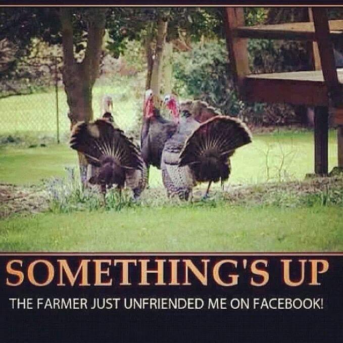 #Thanksgiving #Turkey