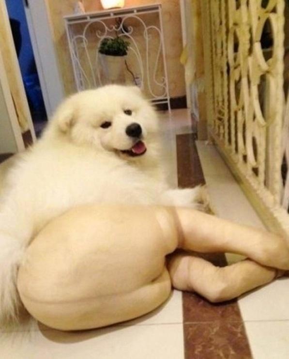 Dogs wearing panty hose.... can't stop laughing.