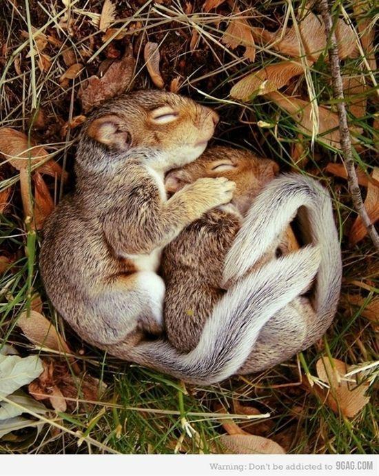 Spooning. Adorable animal style