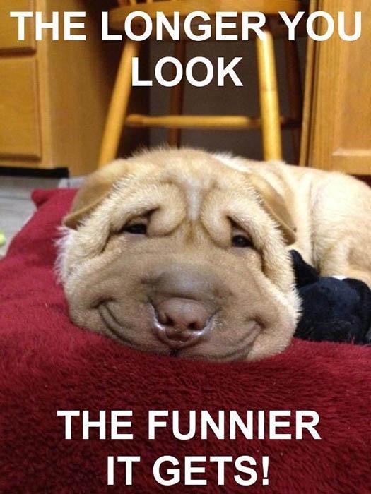 Funny Dog is Funny... No matter what!!!