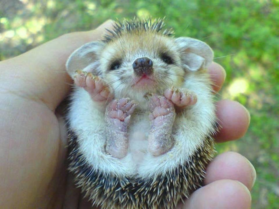 look at the eyes look at the eyes