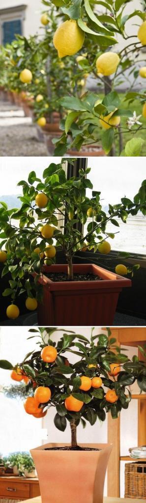 Some of the most popular dwarf citrus trees to grow in containers