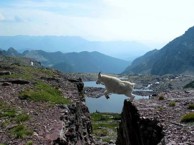 Goat jumping from one cliff to another on mountain