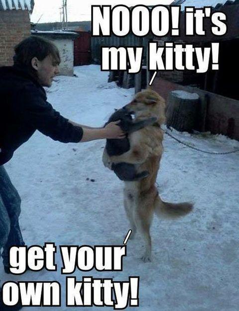 Get your own kittyâ€¦