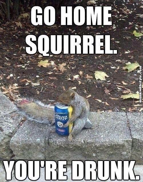 Go home squirrel