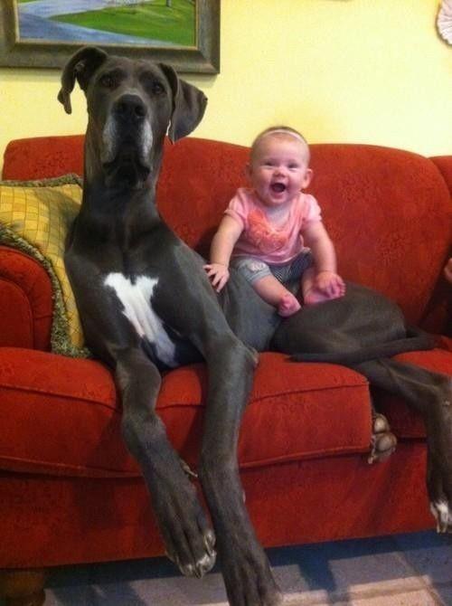 21 Dogs Who Don't Realize How Big They Are. You'll smile.