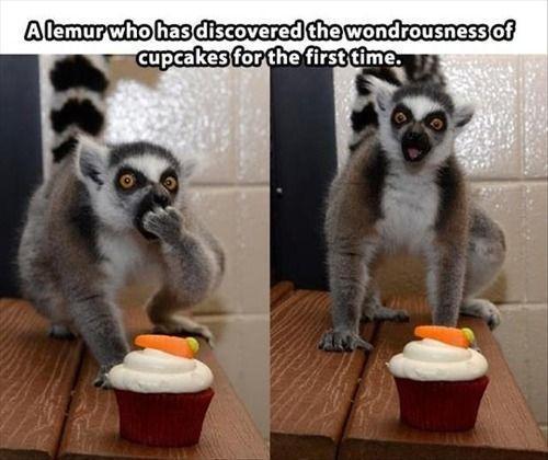 Lemur and the Cupcakes... LOL