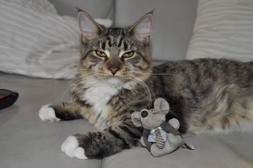 cat with toy mouse