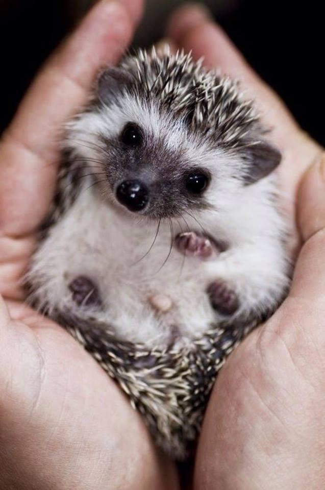 Aww!! so cute eyes Aww!! so cute eyes