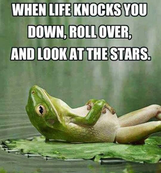 Funny Frog Photos and Quotes