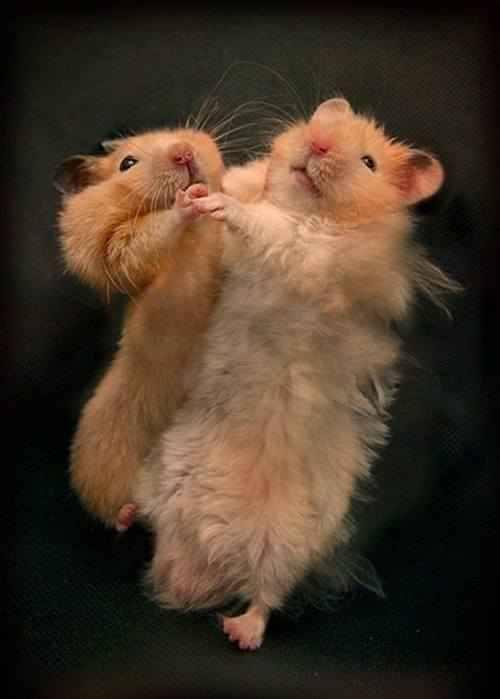 Funny Mice Couple Dance