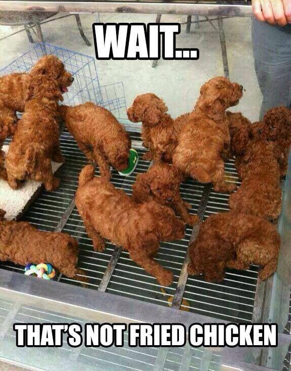 Dogs! Fried chicken