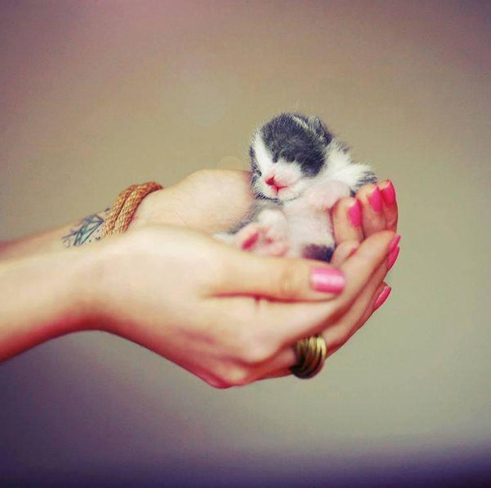 10 Most Amazing Cutest Tiny Hand Held Pet Photos