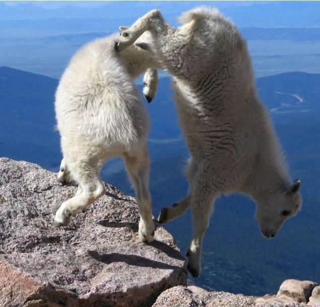 Goats fighting on cliff on mountains