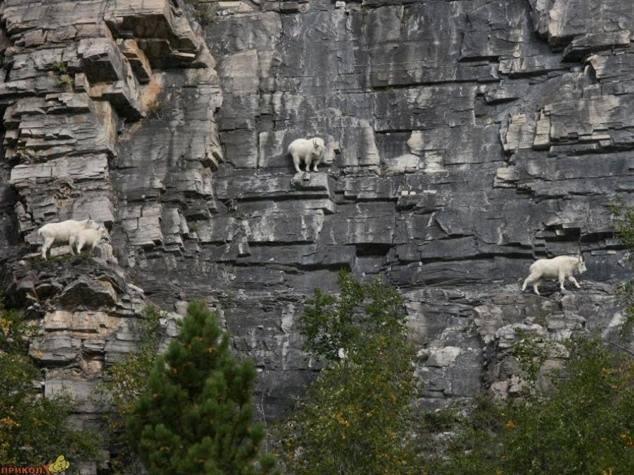 Goats climbing on mountains