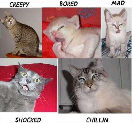 moods of cats