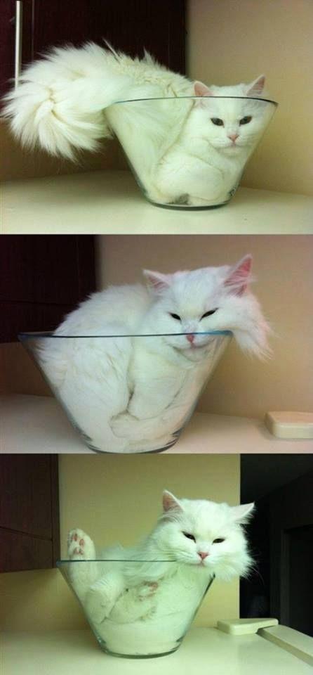 Cat in Bowl... Funny Cat Photos