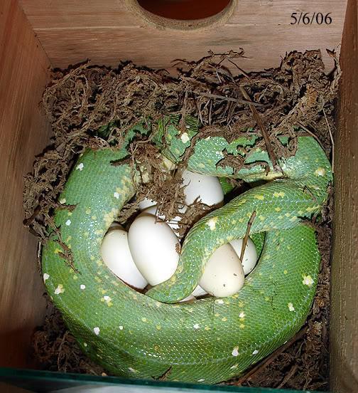 Snake with Eggs Photo