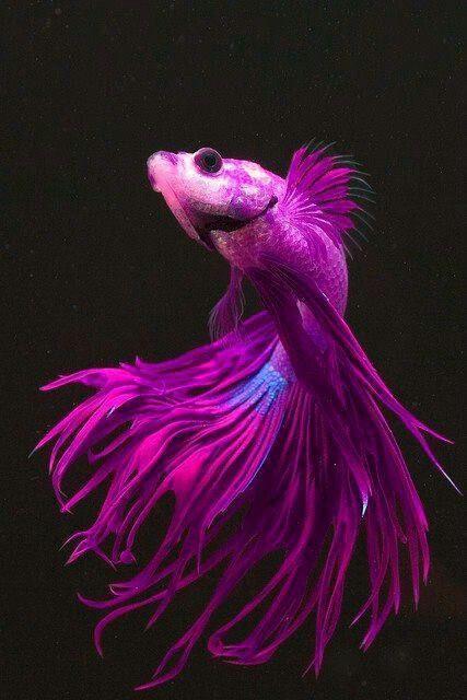 Fish The purple & blue colors of the Beta fish