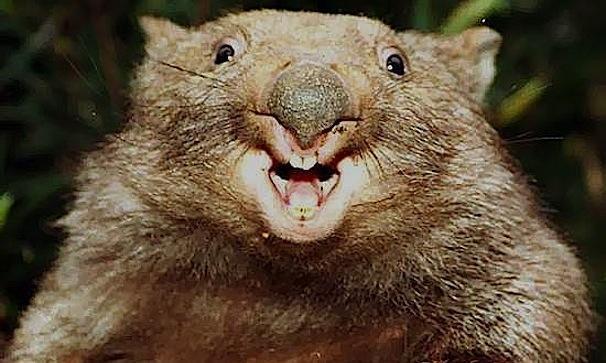 Funny Wombat