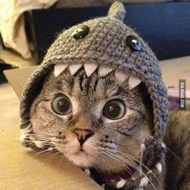 Sharkat ready to steal your tuna sandwich