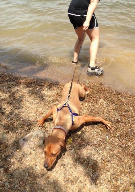 I feel like this dog does not like the water.