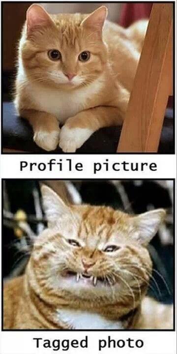 Cats Profile Picture VS Tagged Photo I laughed way too hard at this Th
