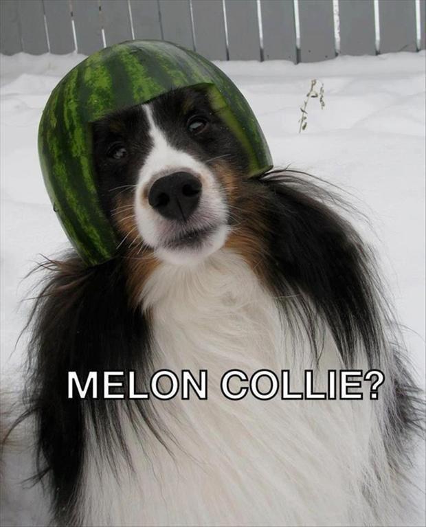 melon collie lol!