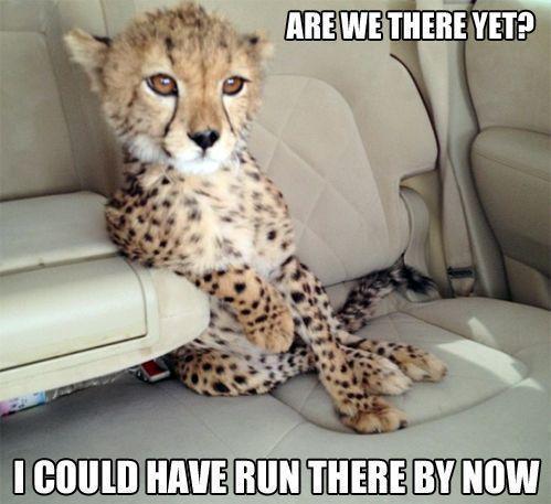 This cheetah is not amused.