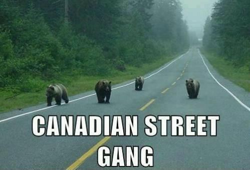 Canada Street Gang.... LOL