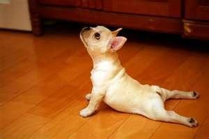 Yoga is good for you- yoga with a Frenchie, even better