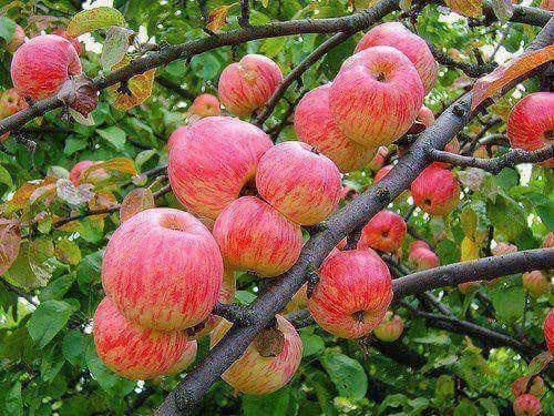 Very Beautifull Photography of Apples in Hunza Pakistan