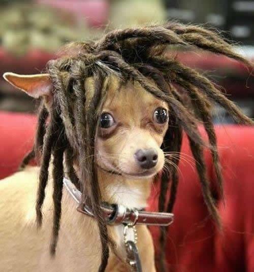 FUNNY PETS New hair do