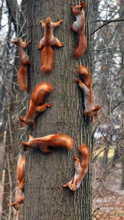 Family Meeting of Squirrel... LOL