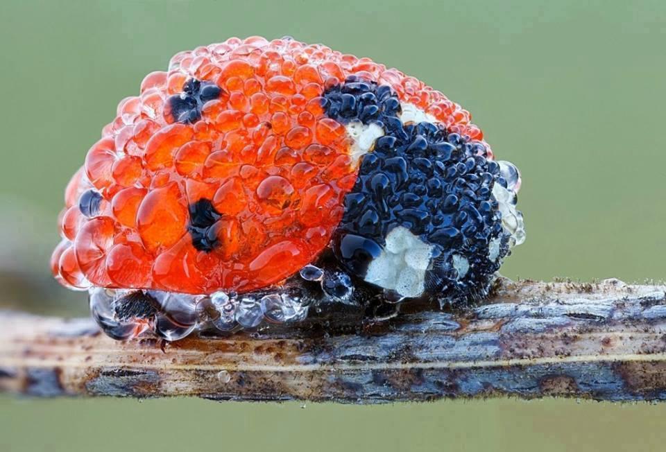 Ladybug in the Morning Dew