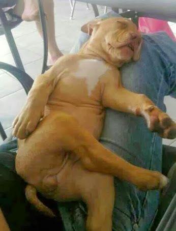 Hilarious images of the week, 82 images. Dog Sleeps With Crossed Legs