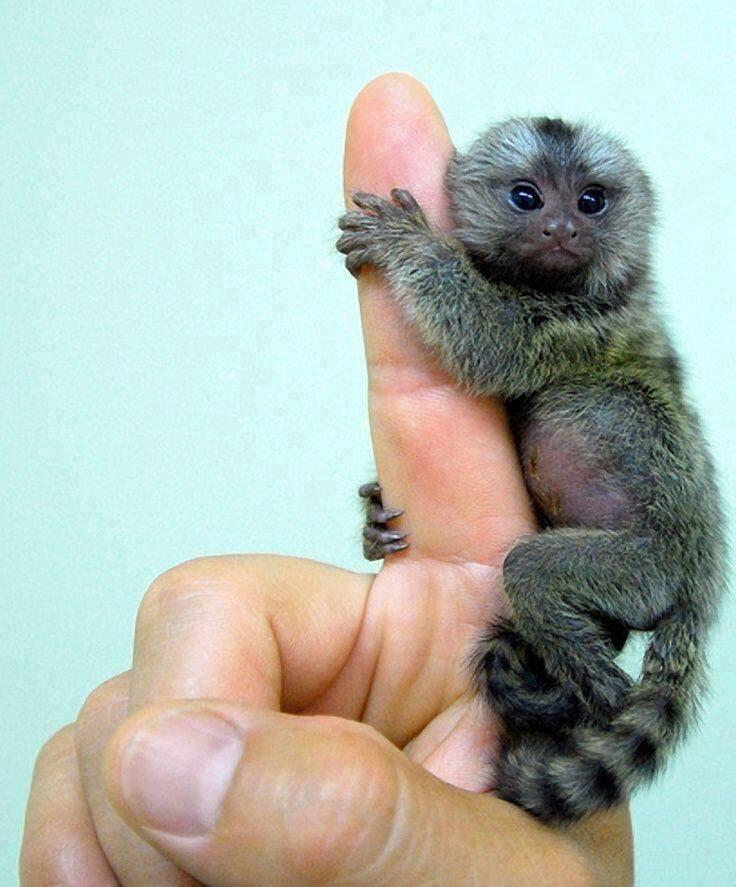 Tiny Monkey Photo