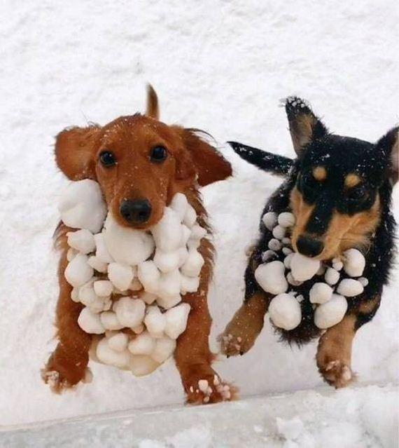 Funny Dogs In Snow
