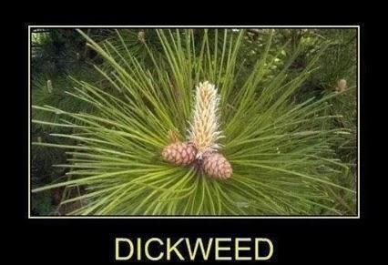 dickweed