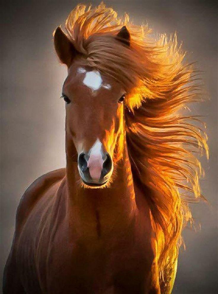 Ridiculously photogenic Horse