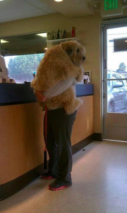 I’m sick, carry me!
