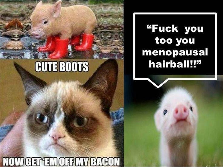 Grumpy cat bacon