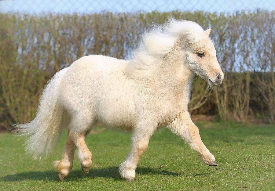 Mini Shetland Pony Mare