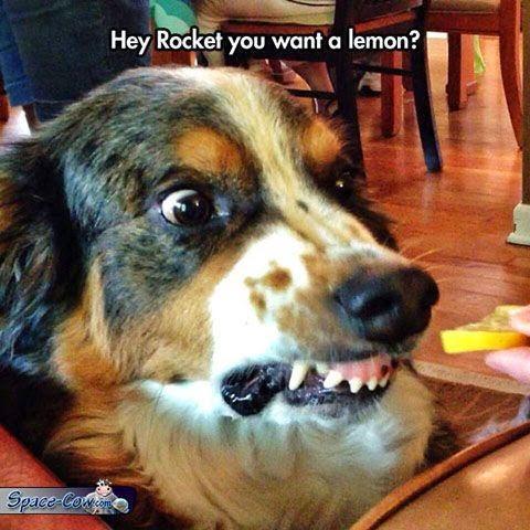 funny dog face picture