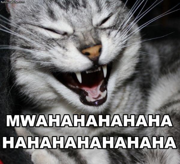 Funny cat laugh