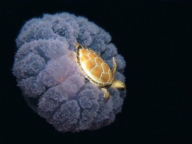 Baby sea turtle Riding the Jelly Fish