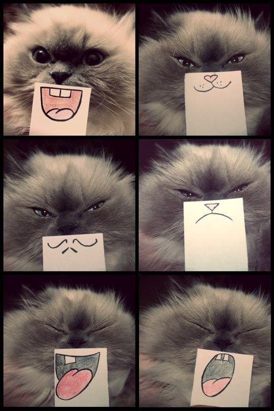 Cat emotions